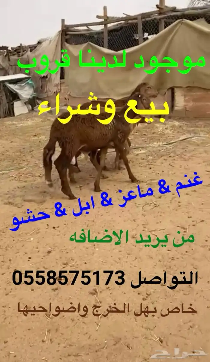 الخرج وضواحيها بيع غنم معزا ابل حشو 7
