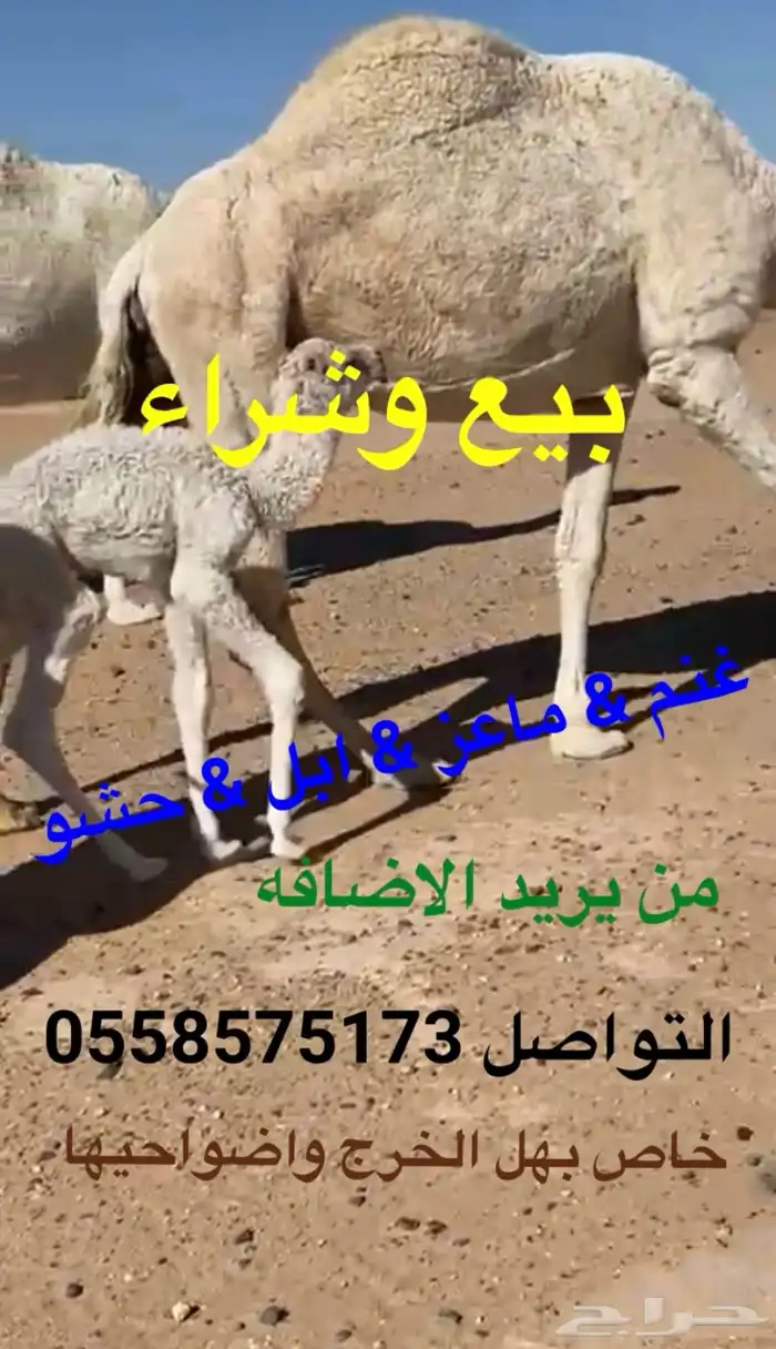 الخرج وضواحيها بيع غنم معزا ابل حشو 8