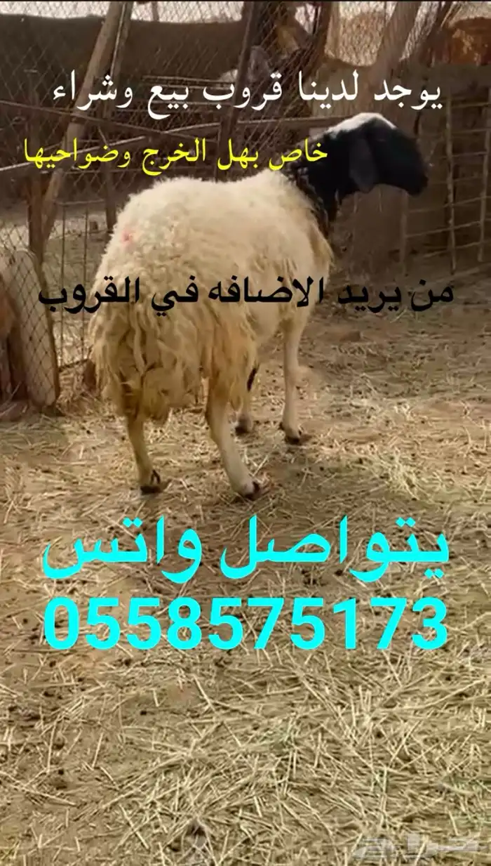 الخرج وضواحيها بيع غنم معزا ابل حشو 1