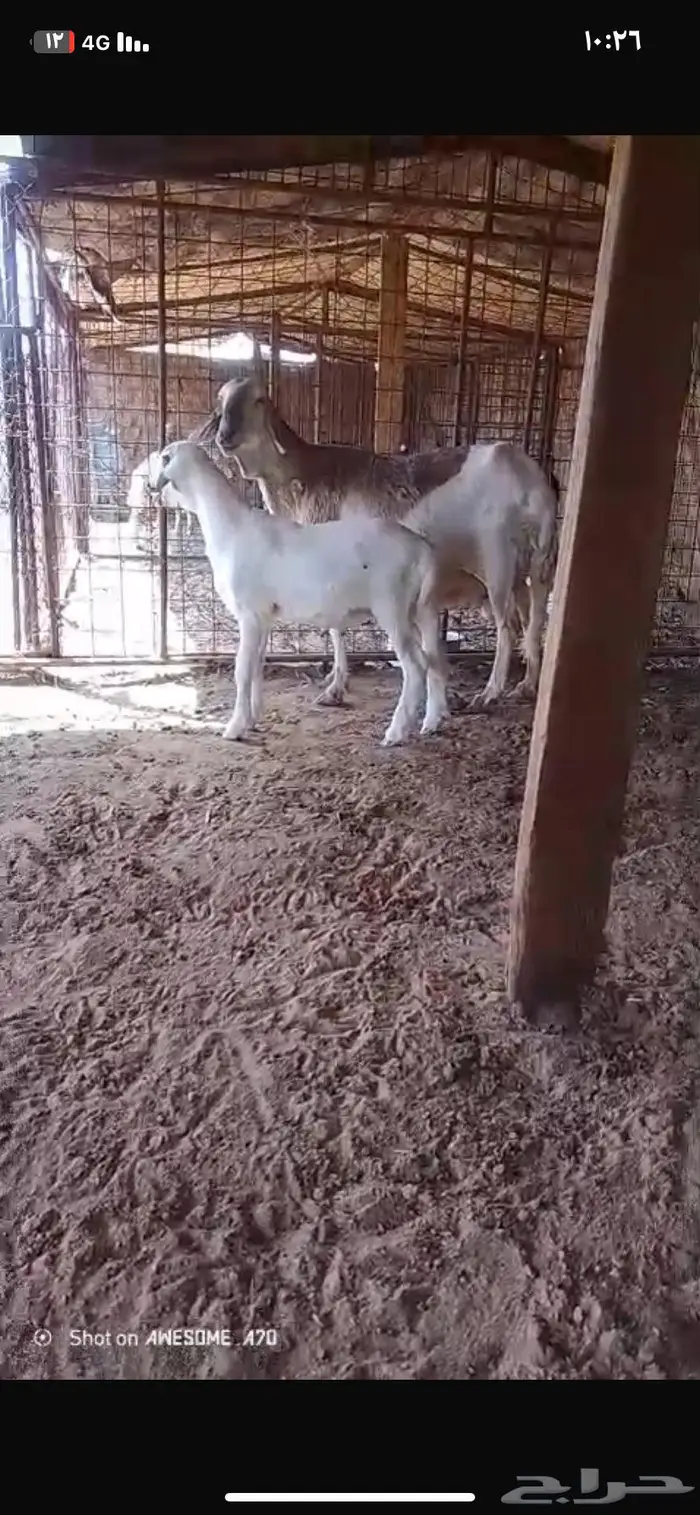 للبيع شاة 0