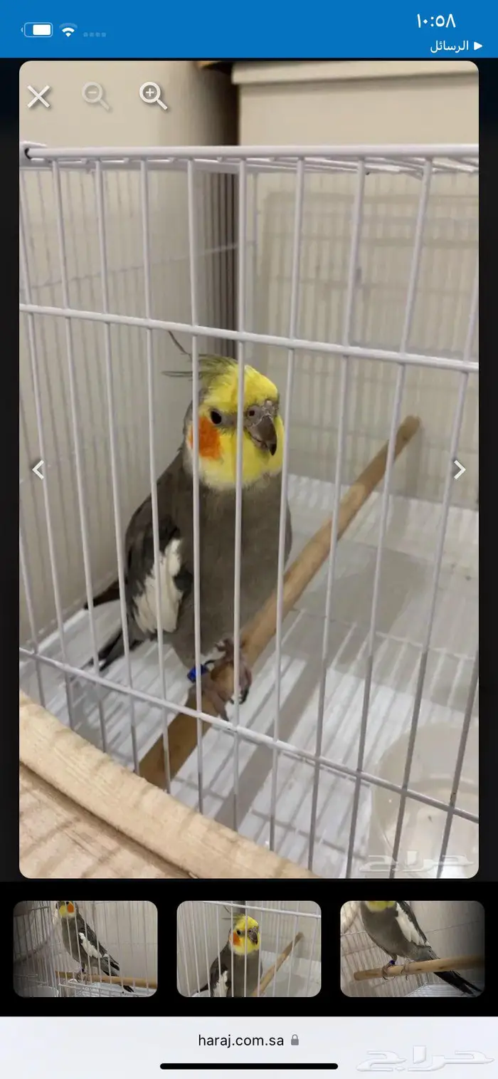 طير كرواني ذكر 0