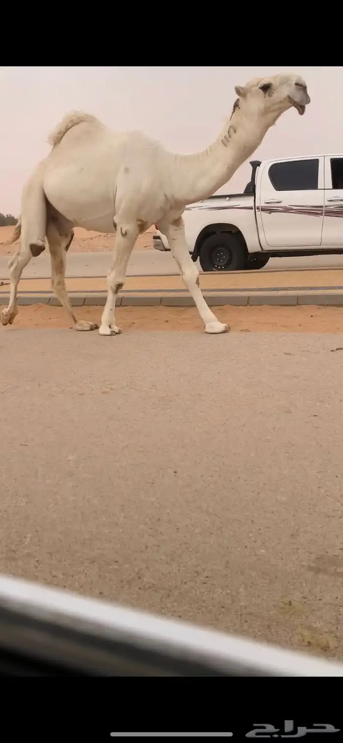 فحل كفو اوضح 7