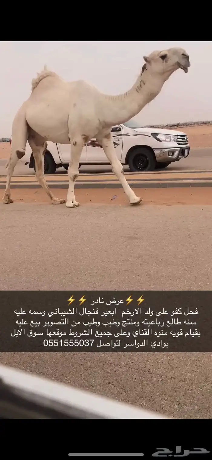 فحل كفو اوضح 2