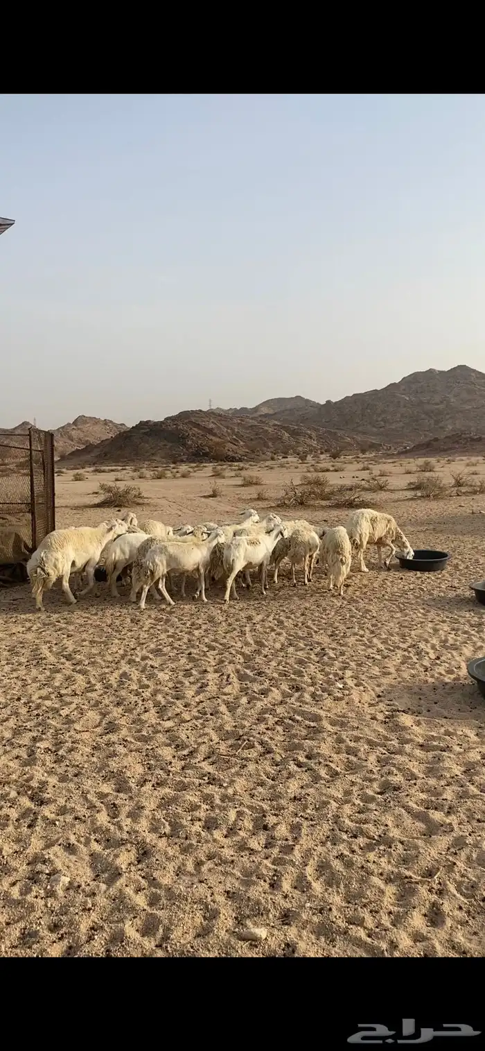 ضان حريه 0