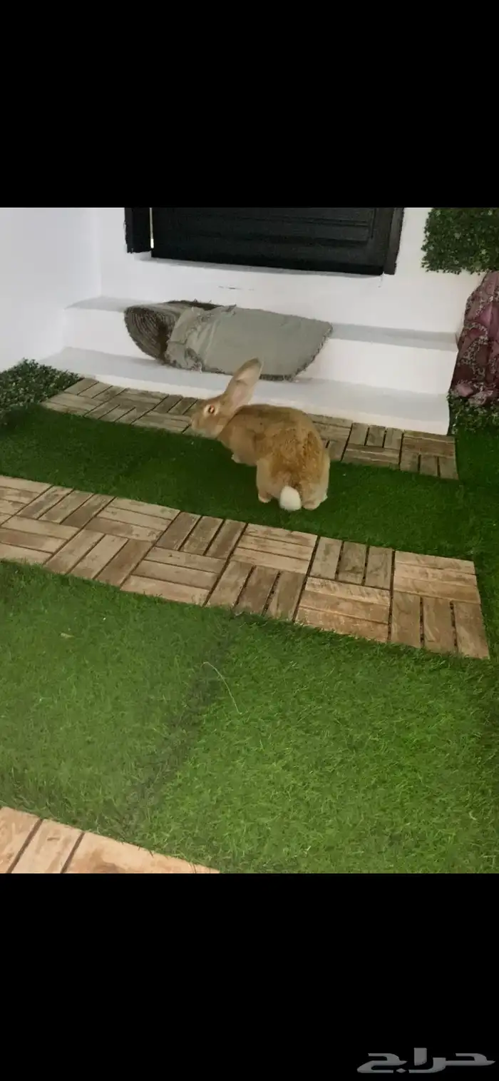 البيع الرانب 2