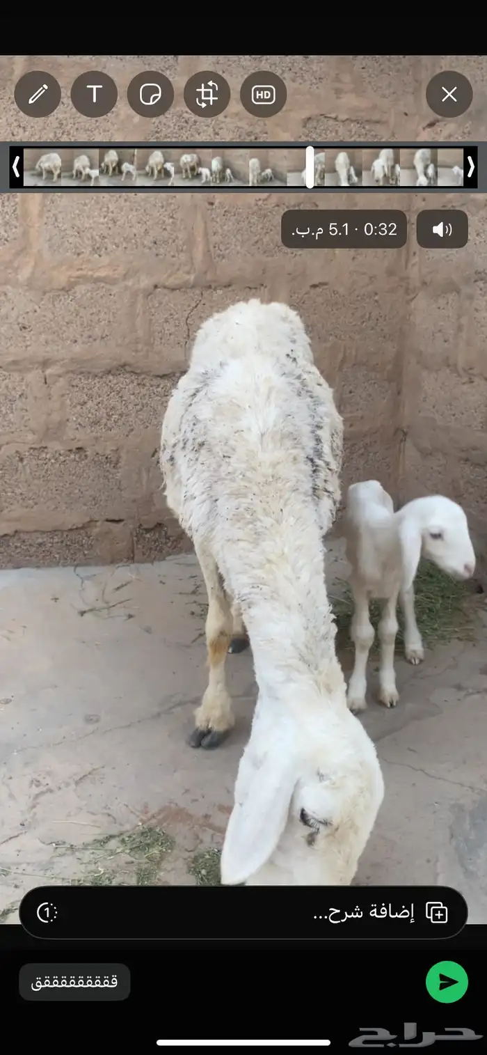 للبيع حريه والد 0