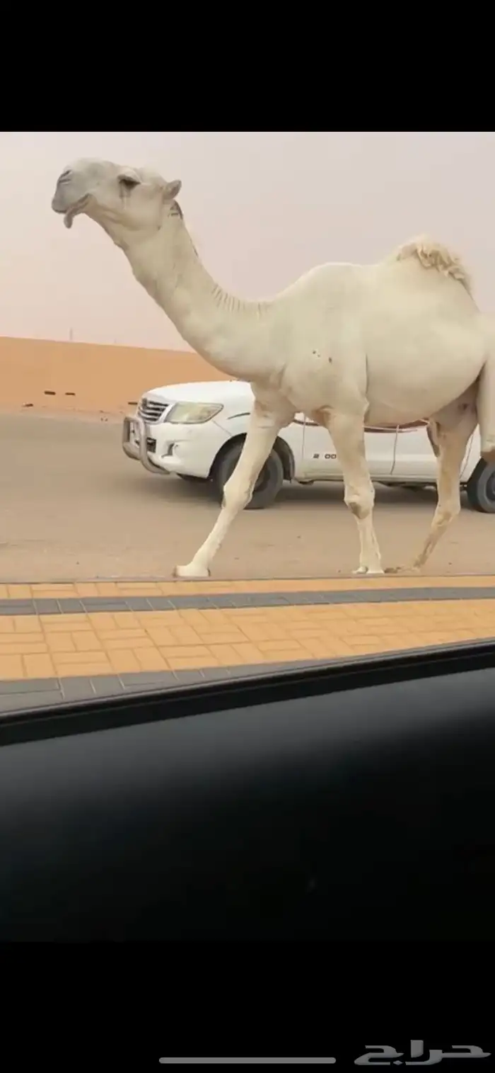 فحل كفو اوضح 6