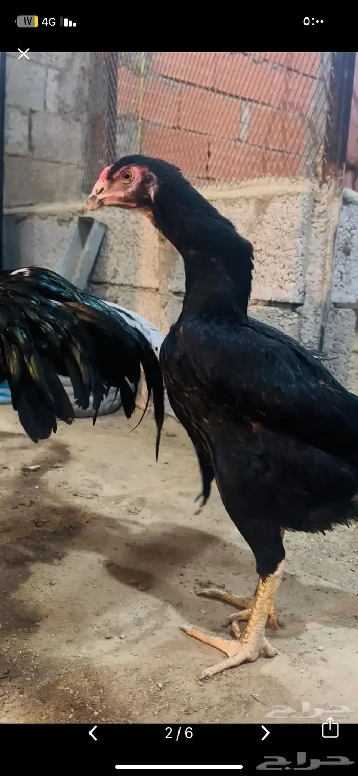 شامو الماني فرخ 2