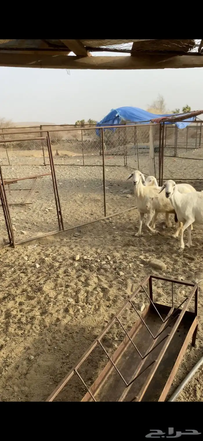 ضان حريه صنف مواليد 0
