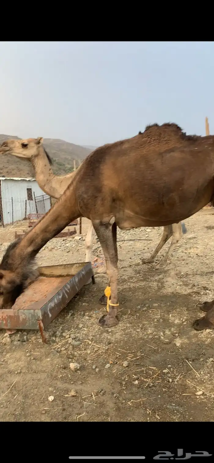 سوداء لقحه باقي لها حدود 4 شهور حمراء باقي ماهي لقحه 1