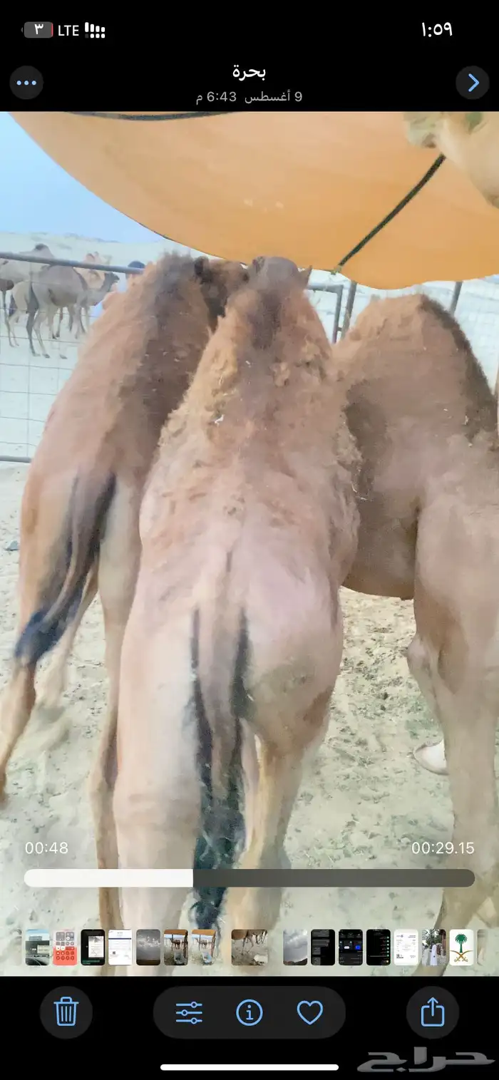 قعدان للبيع 3