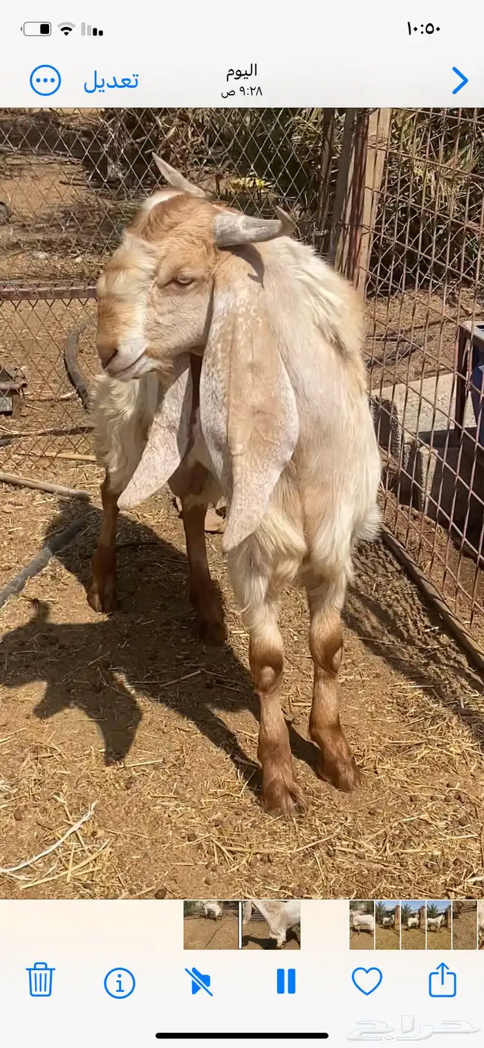 تيس فحل 0
