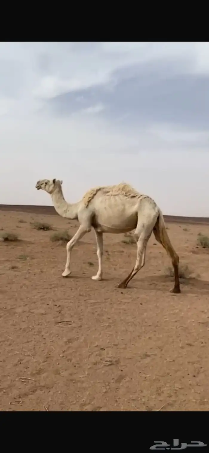 ناقه مبيوع بنتها. عشرا 1