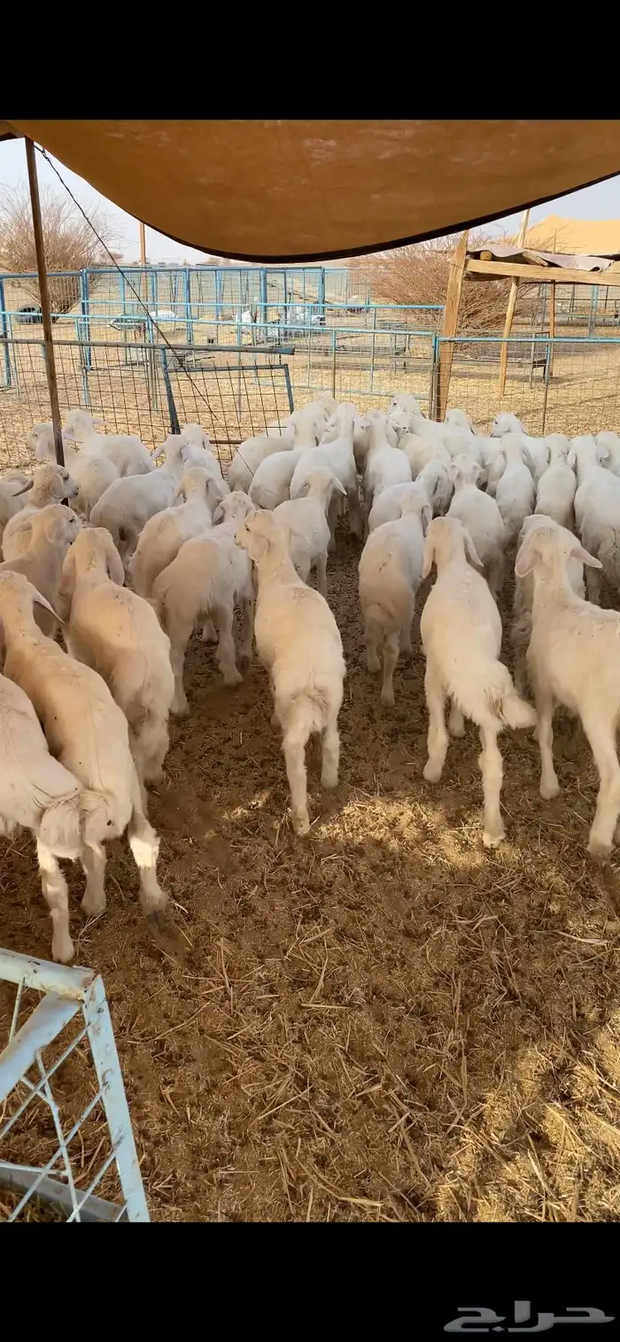 بهم تربيه رقم واحد تم البيع اضغط متابعه 0
