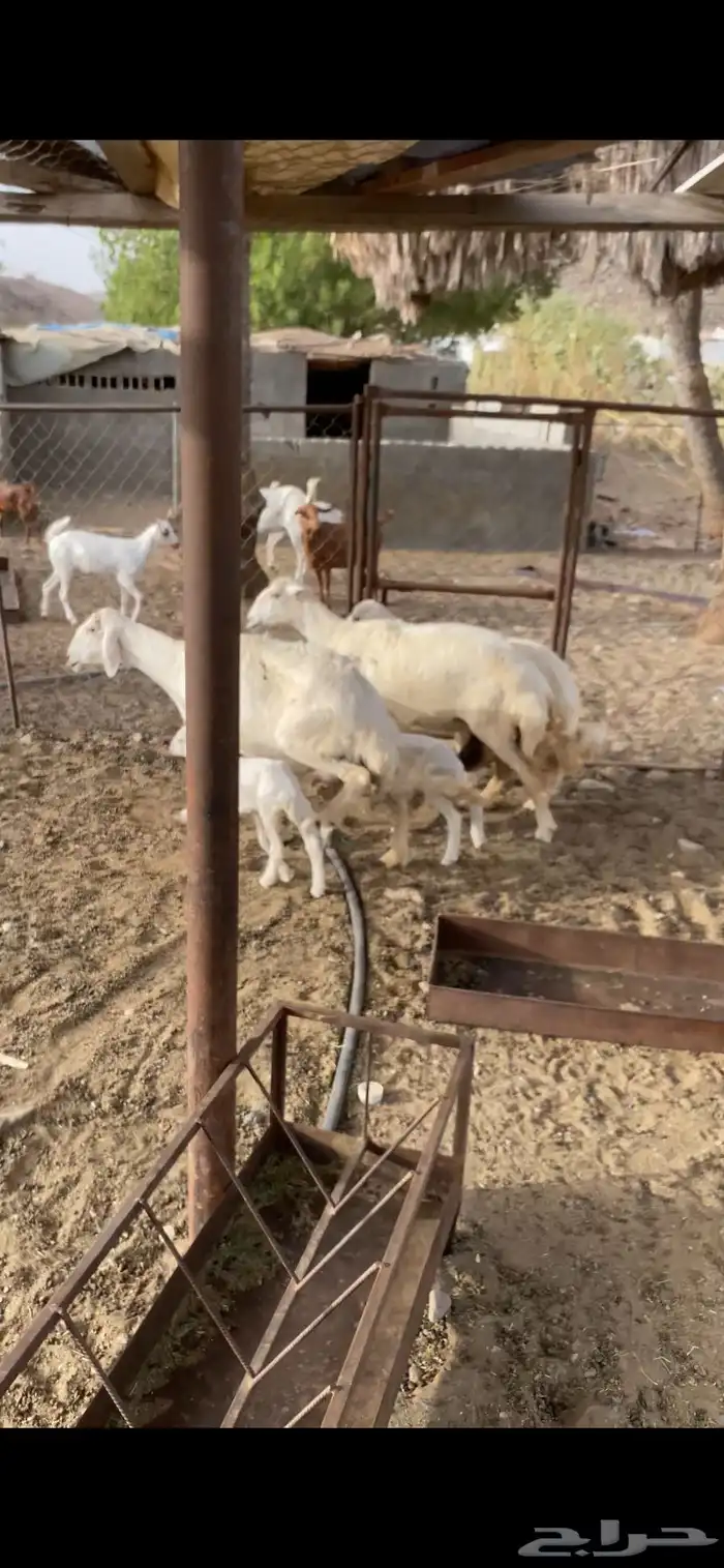 ضان حريه صنف مواليد 2