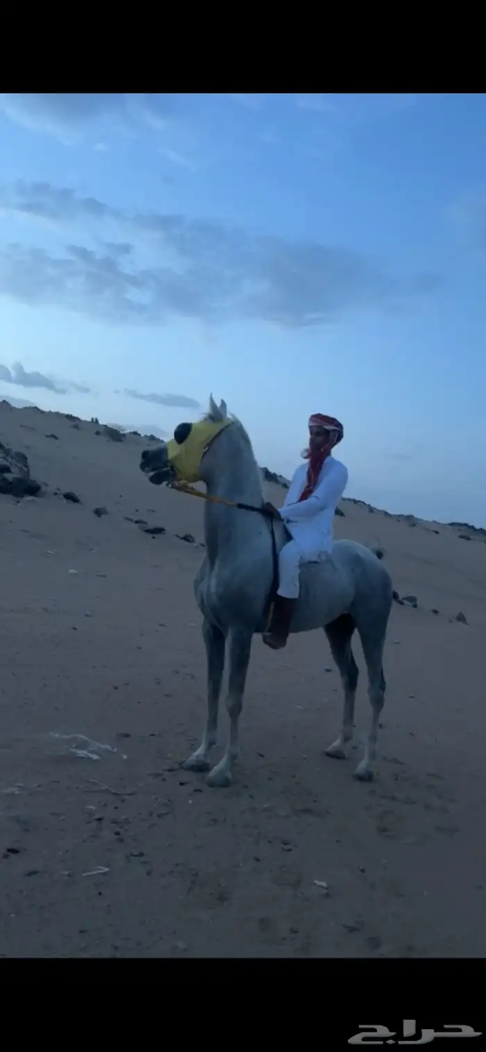 خيل 0