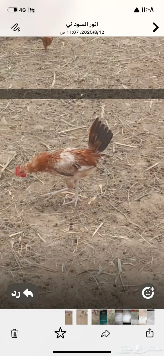 دجاج بلدي 1