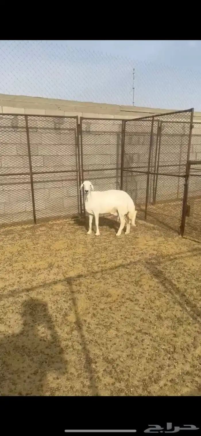 شاه حايل للبيع 0