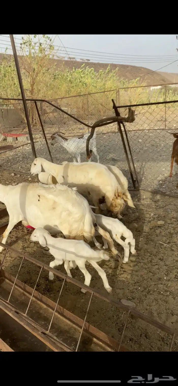 ضان حريه صنف مواليد 3
