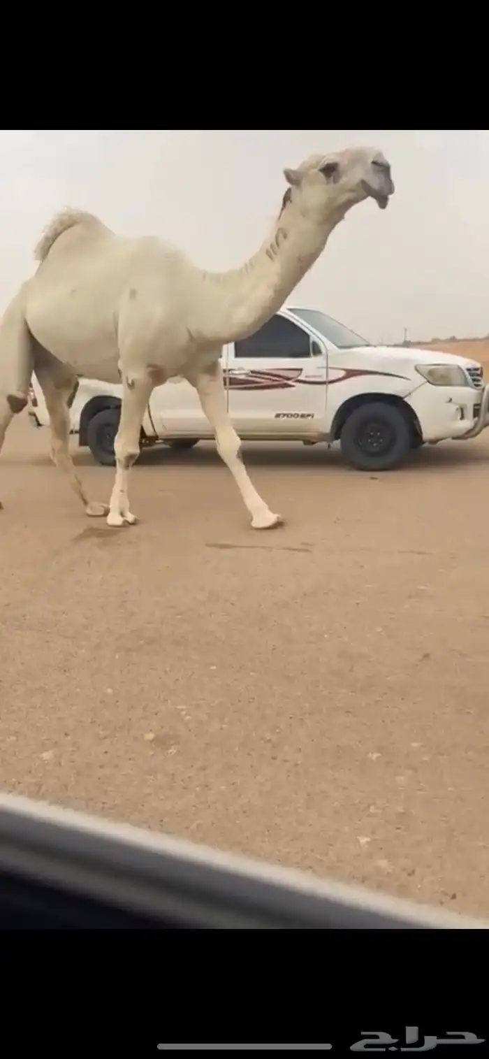 فحل كفو اوضح 3