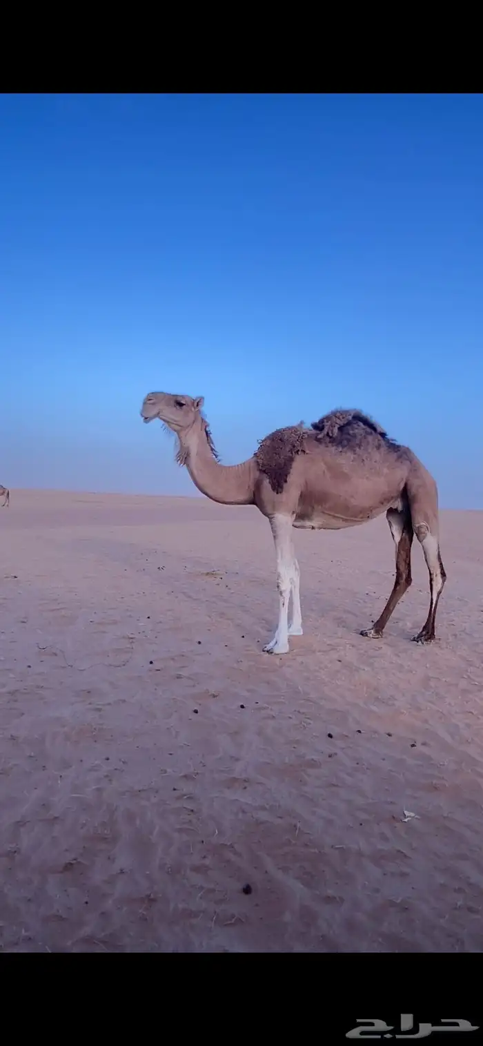 ناقه حمرا حايل 0