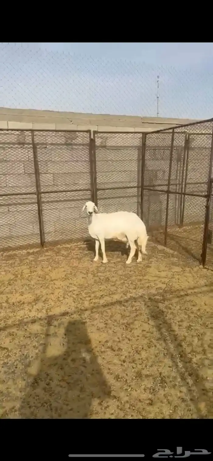 شاه حايل للبيع 1