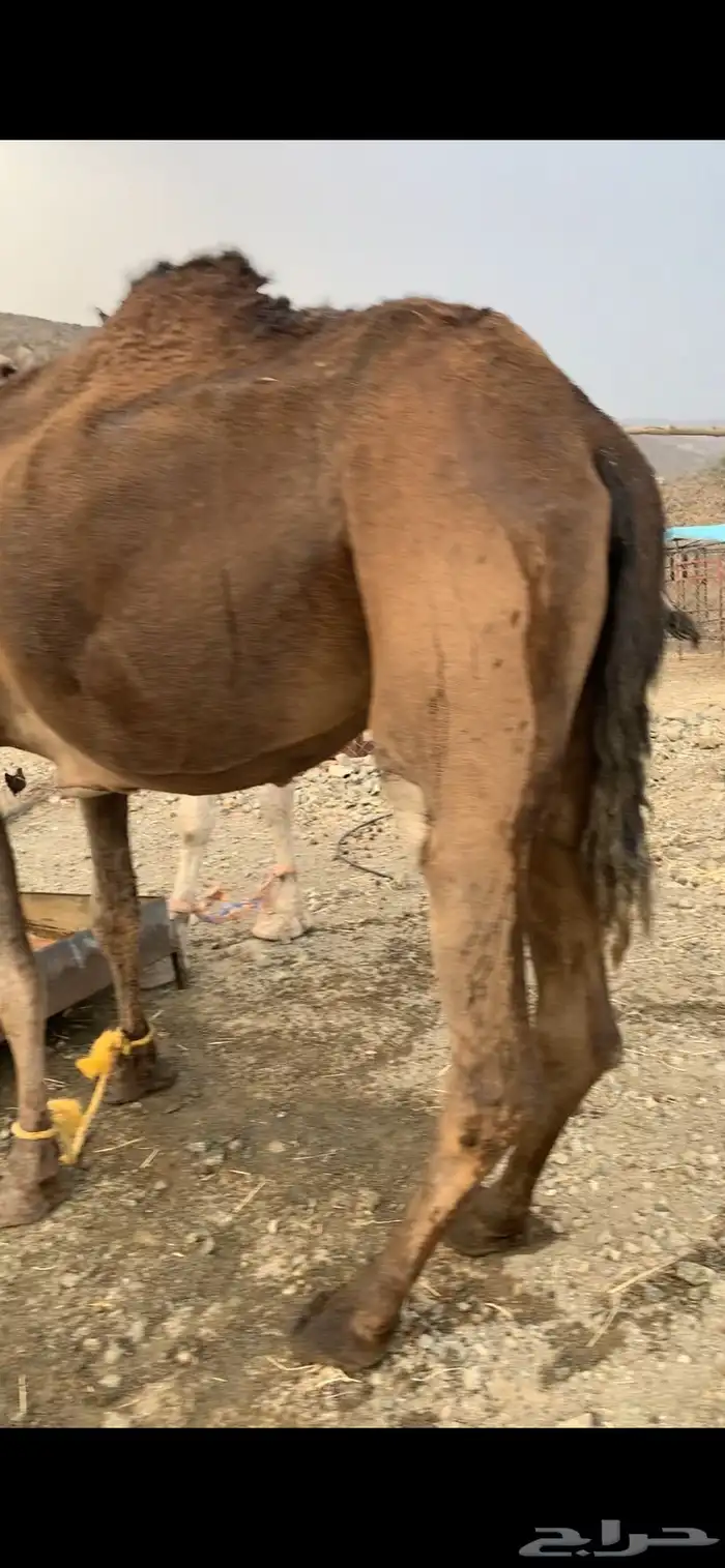 سوداء لقحه باقي لها حدود 4 شهور حمراء باقي ماهي لقحه 2