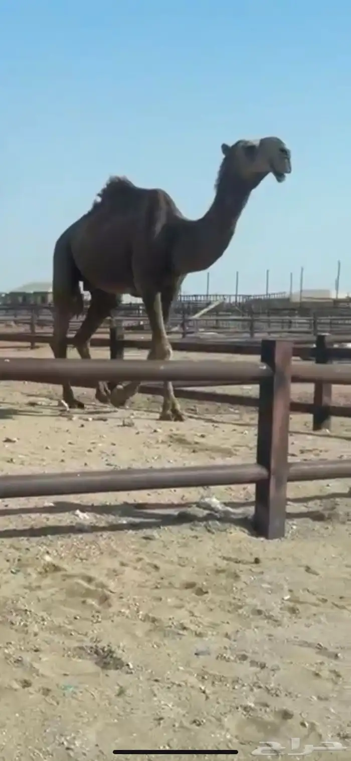 قعود ثني باكستاني مزاين 0