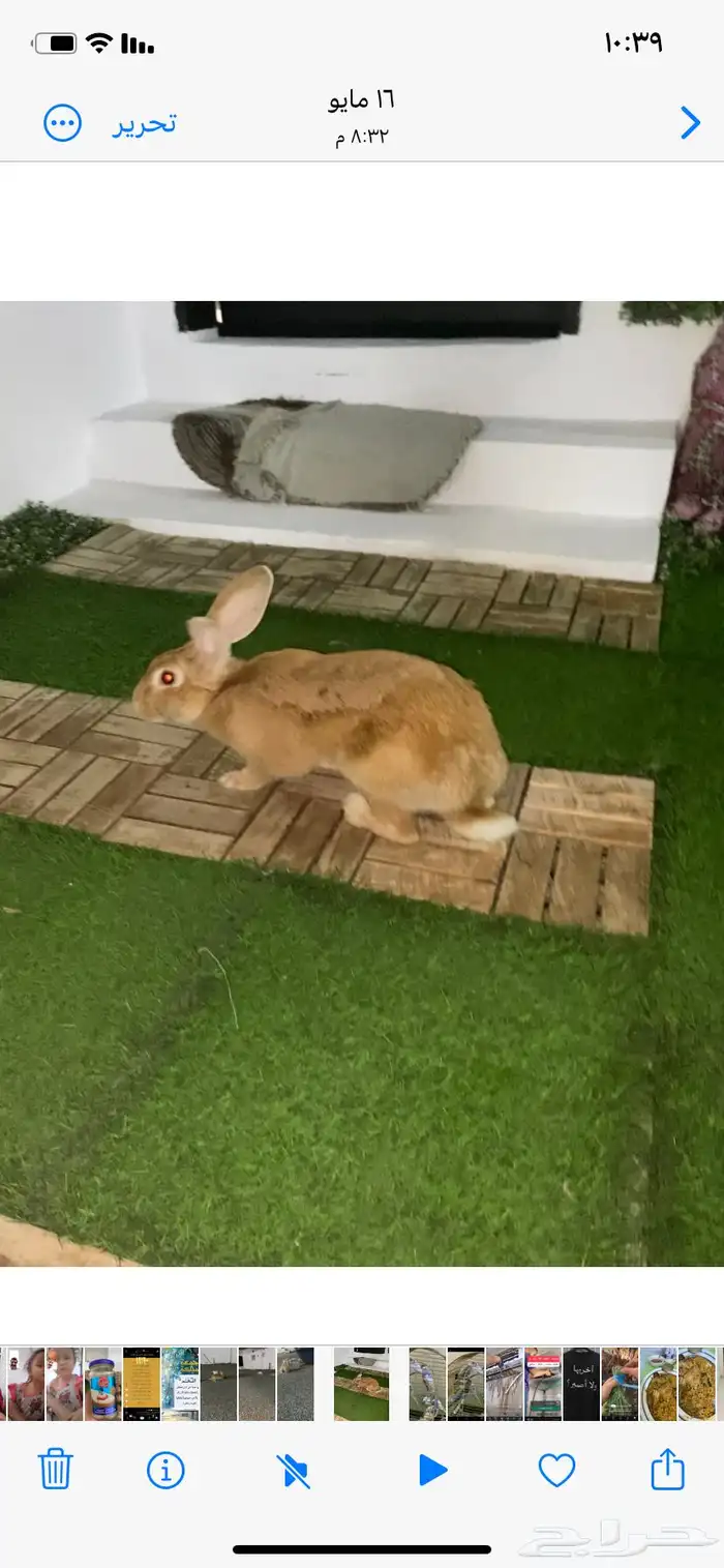 البيع الرانب 1