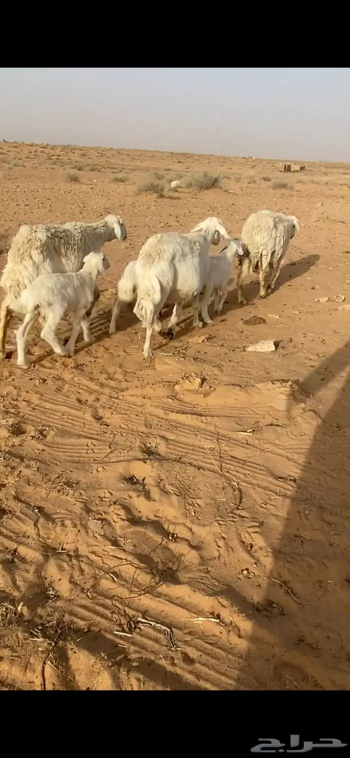شياه حريات مواليد 1