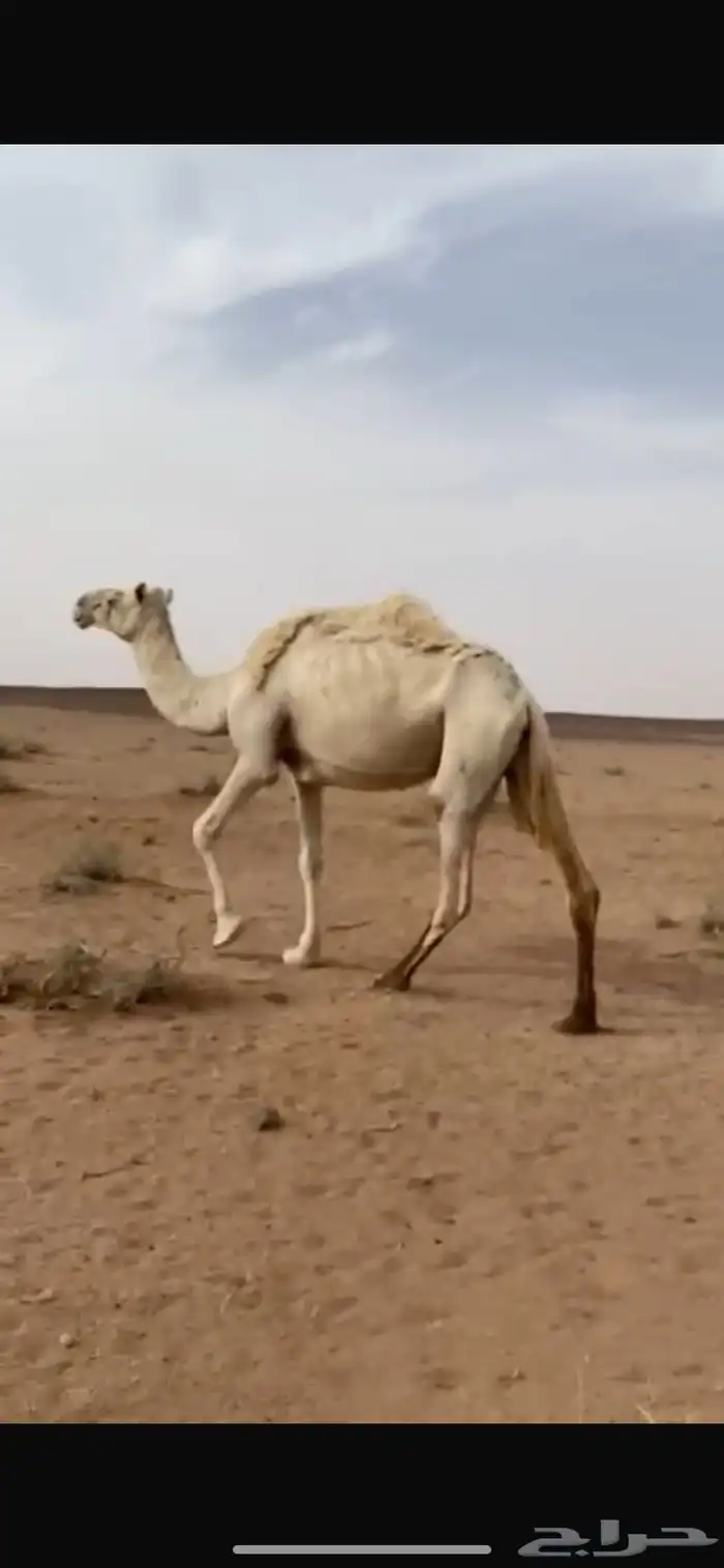 ناقه مبيوع بنتها. عشرا 0
