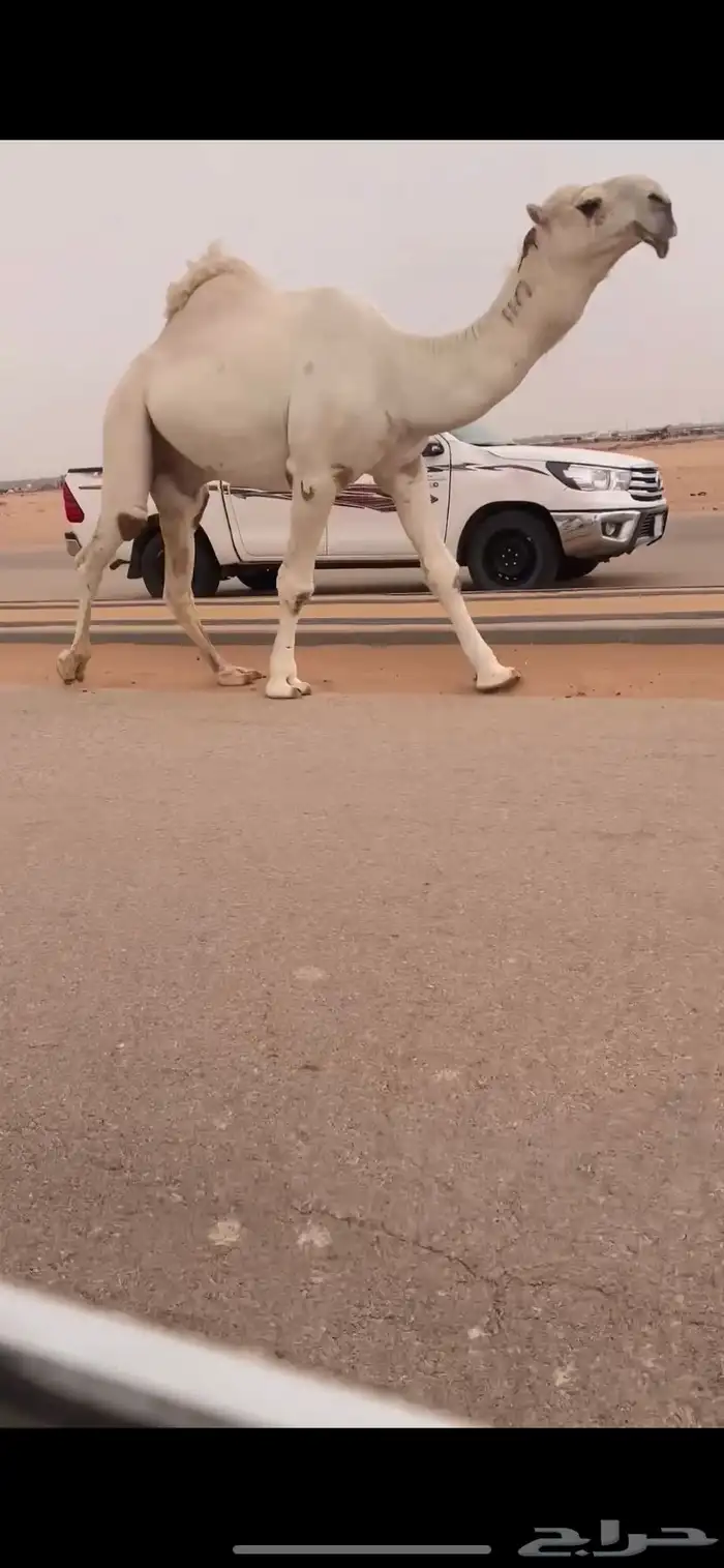 فحل كفو اوضح 5