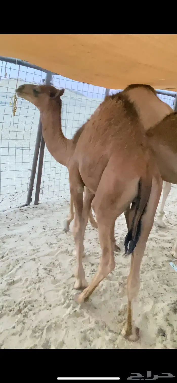 قعدان للبيع 0