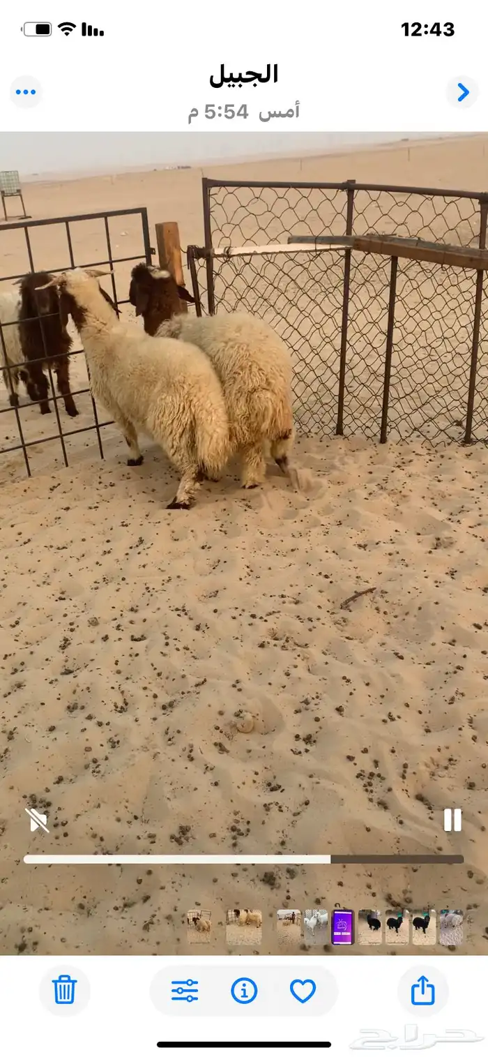 خروف ورخل فل حدود 5 شهور 0