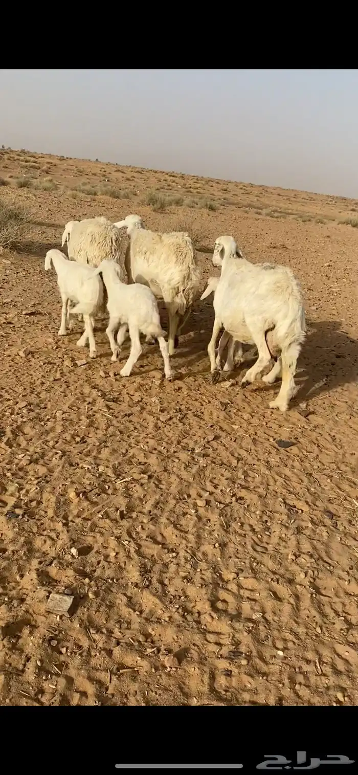 شياه حريات مواليد 0