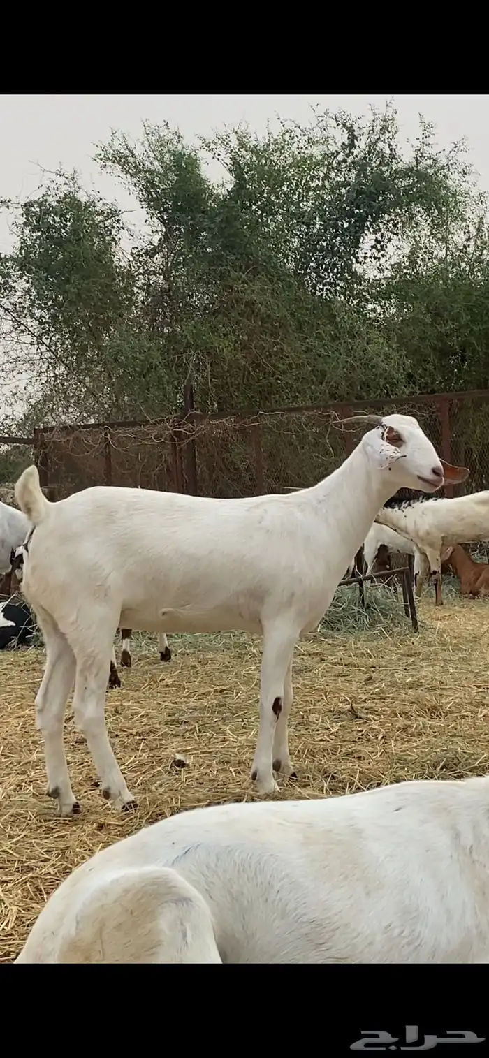 جفره بيشيه 2