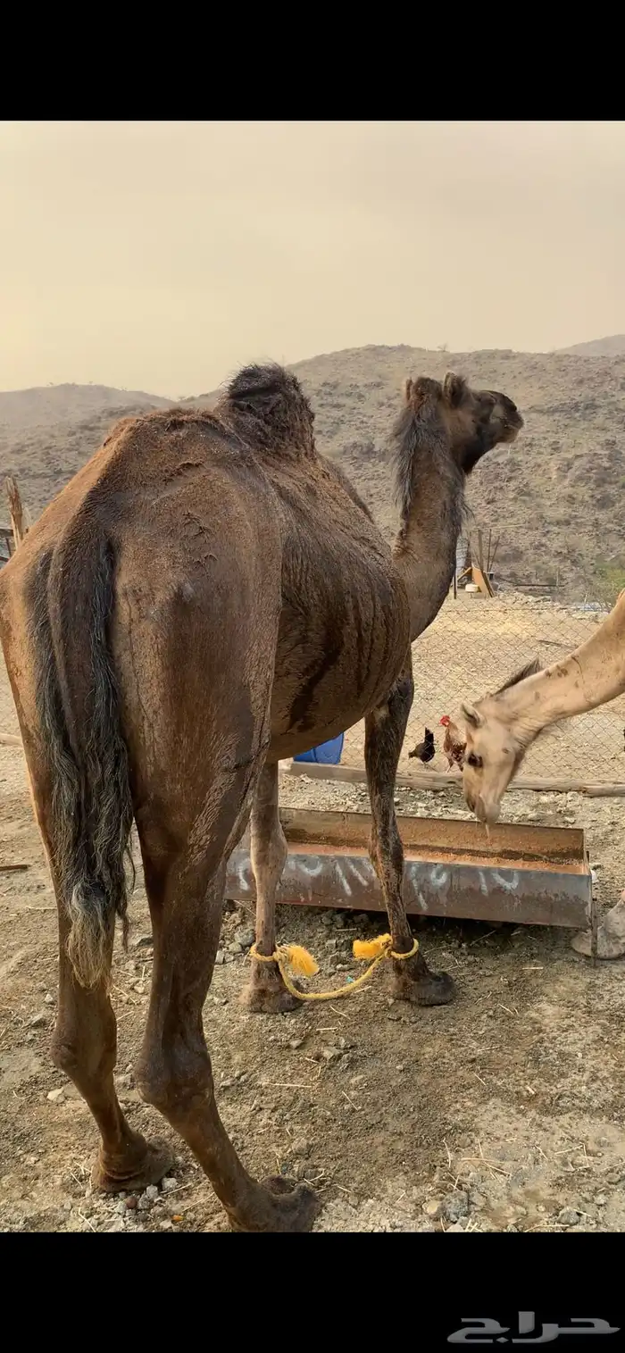 سوداء لقحه باقي لها حدود 4 شهور حمراء باقي ماهي لقحه 0