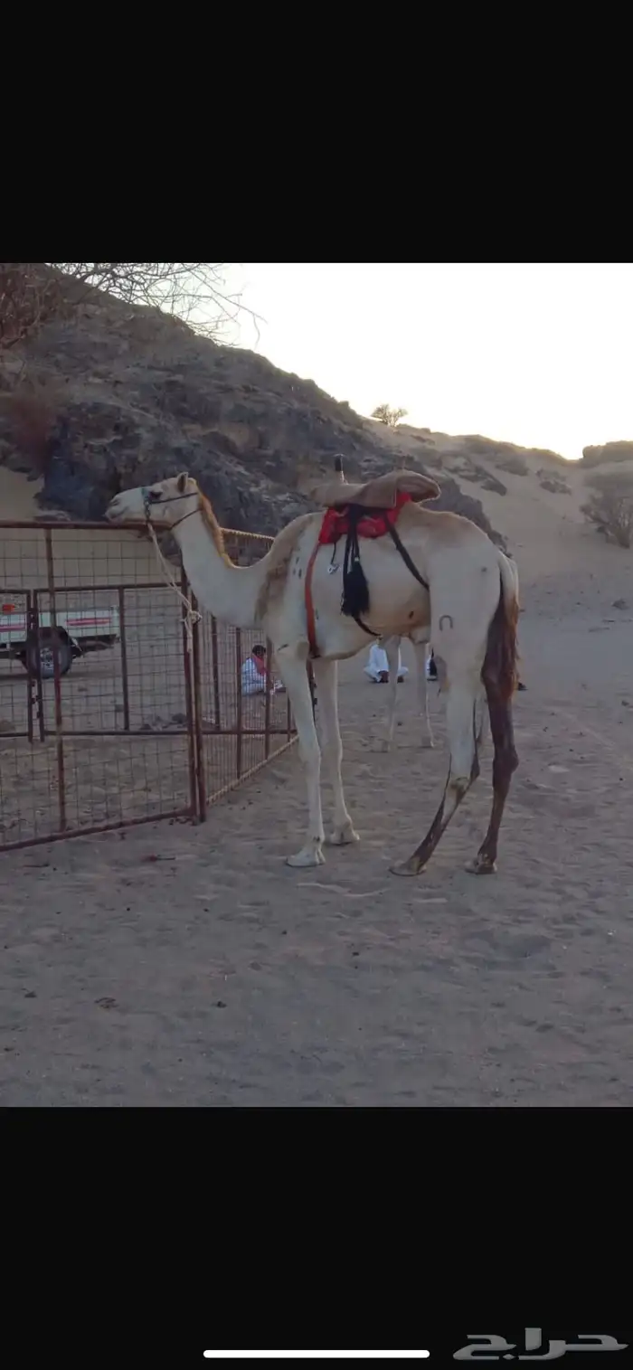 قعود اللبيع 0