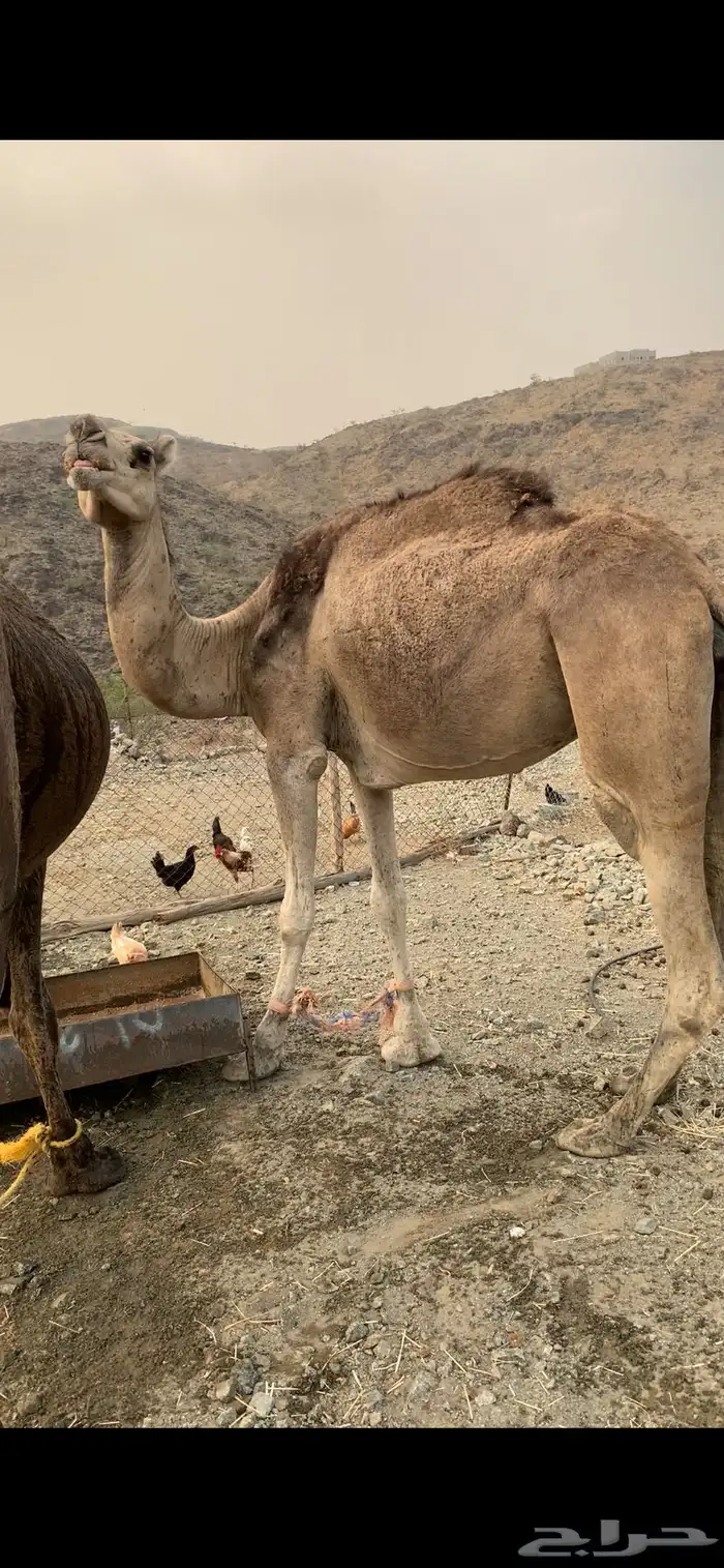 سوداء لقحه باقي لها حدود 4 شهور حمراء باقي ماهي لقحه 3