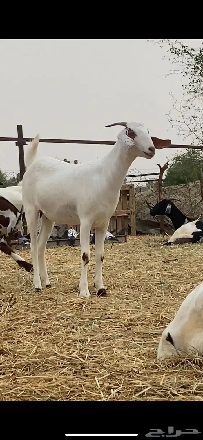 جفره بيشيه 0