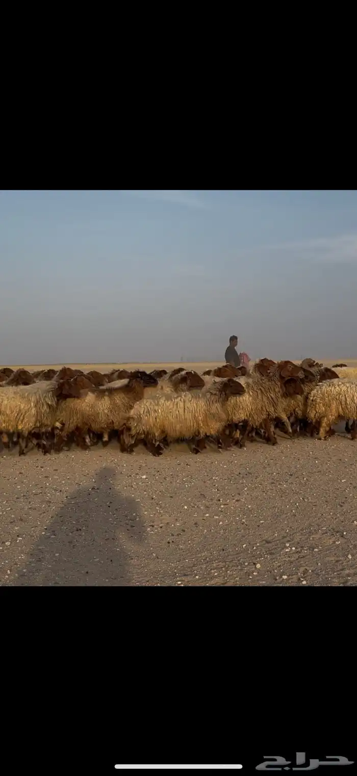 مراح غنم نعيم طيبه مع الوايت شبوكها وكامله 1