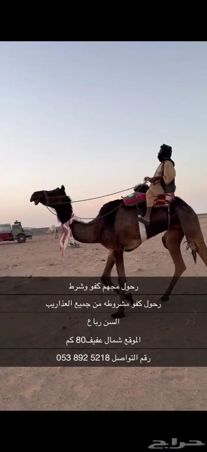 رحول اباعر شرط 3