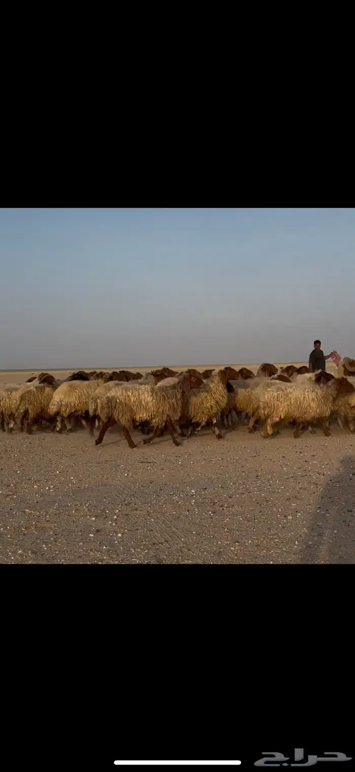 مراح غنم نعيم طيبه مع الوايت شبوكها وكامله 3