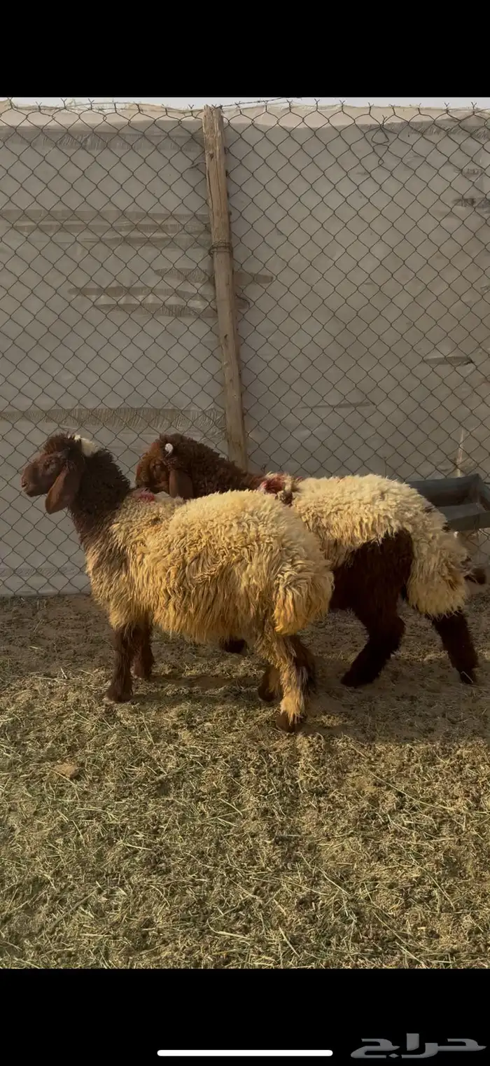 للبيع رخل ورخروف نعيم بالرياض 0