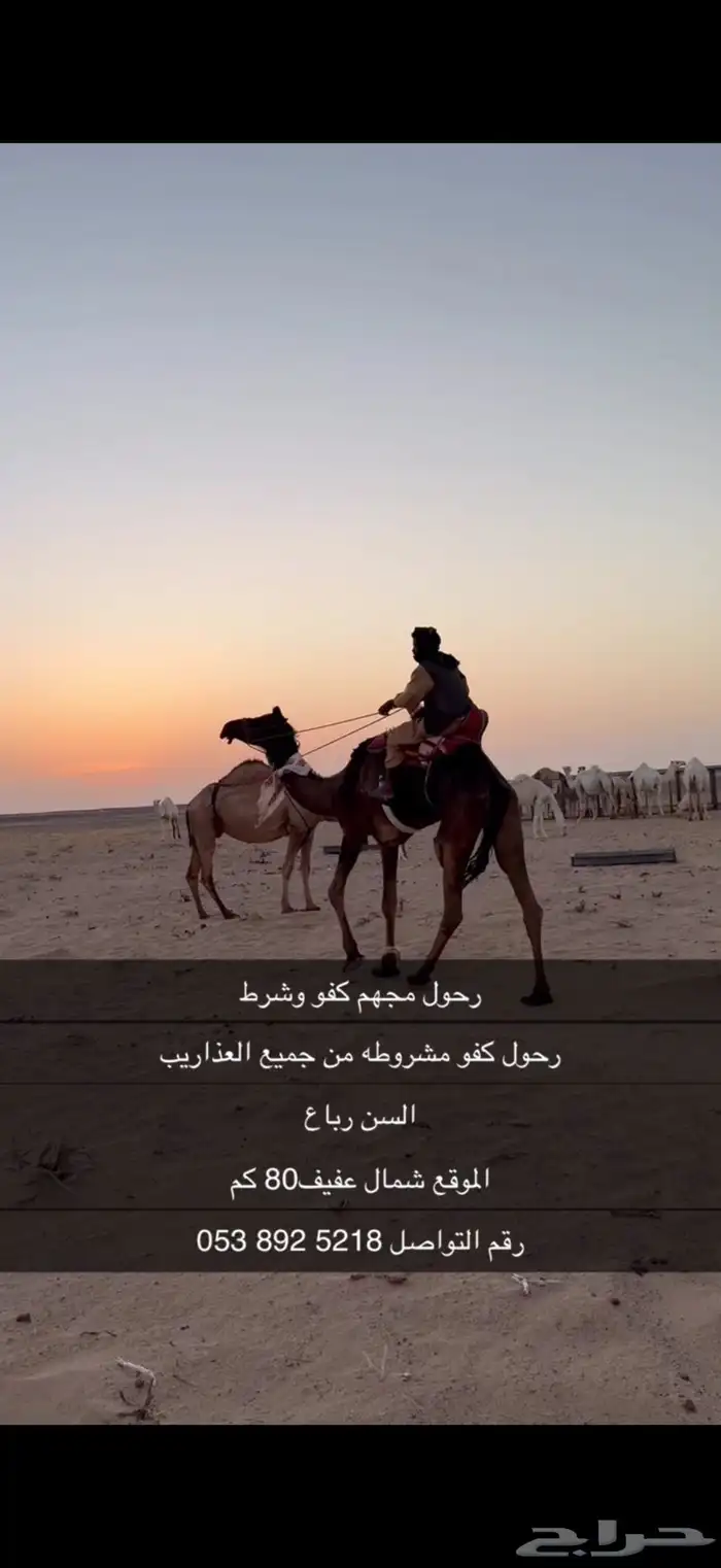 رحول اباعر شرط 5