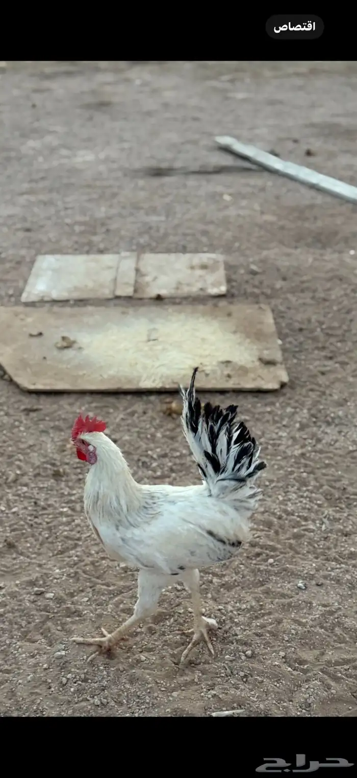 بيع أربع ديكة 0