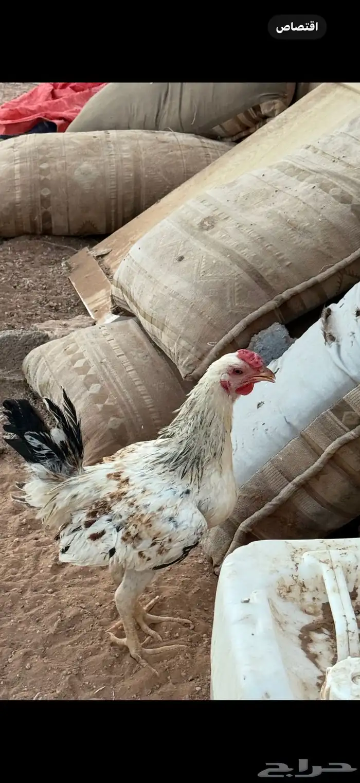 بيع أربع ديكة 2