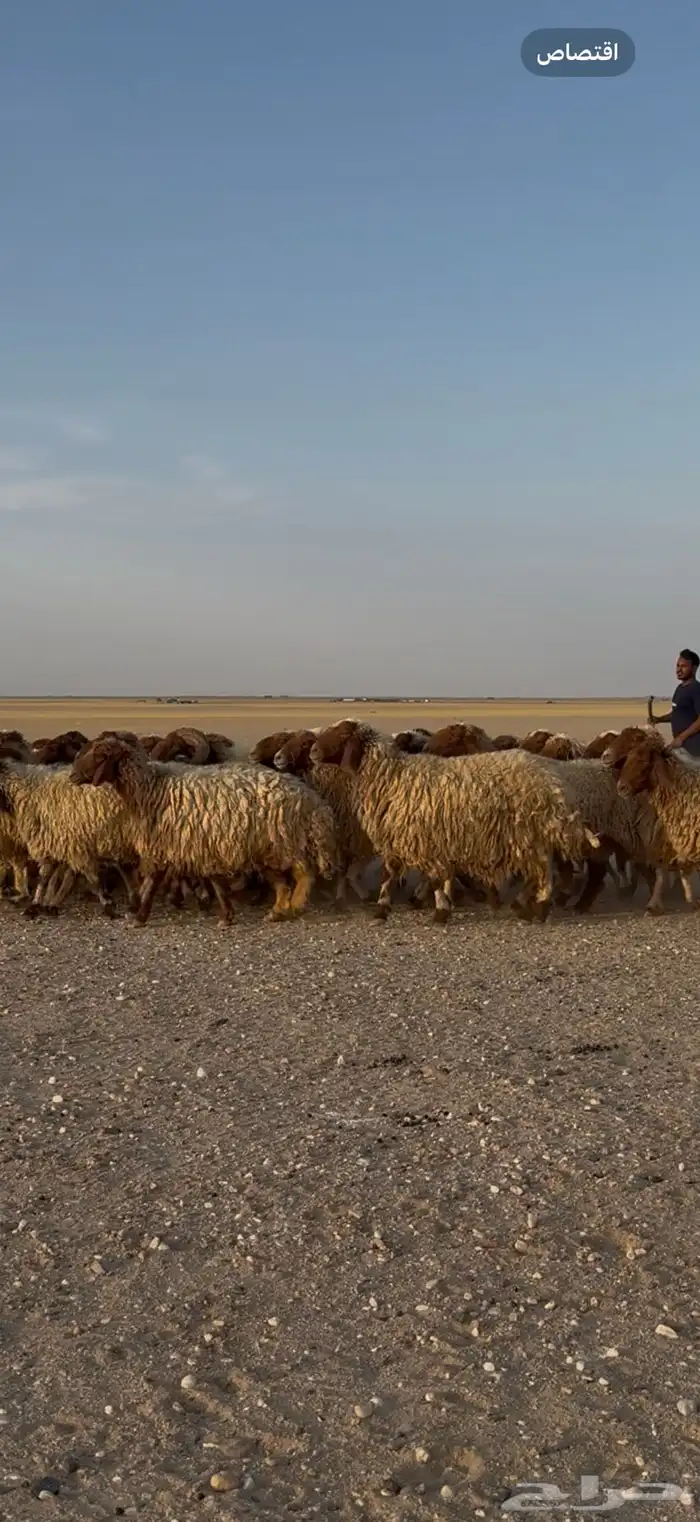 مراح غنم نعيم طيبه مع الوايت شبوكها وكامله 7