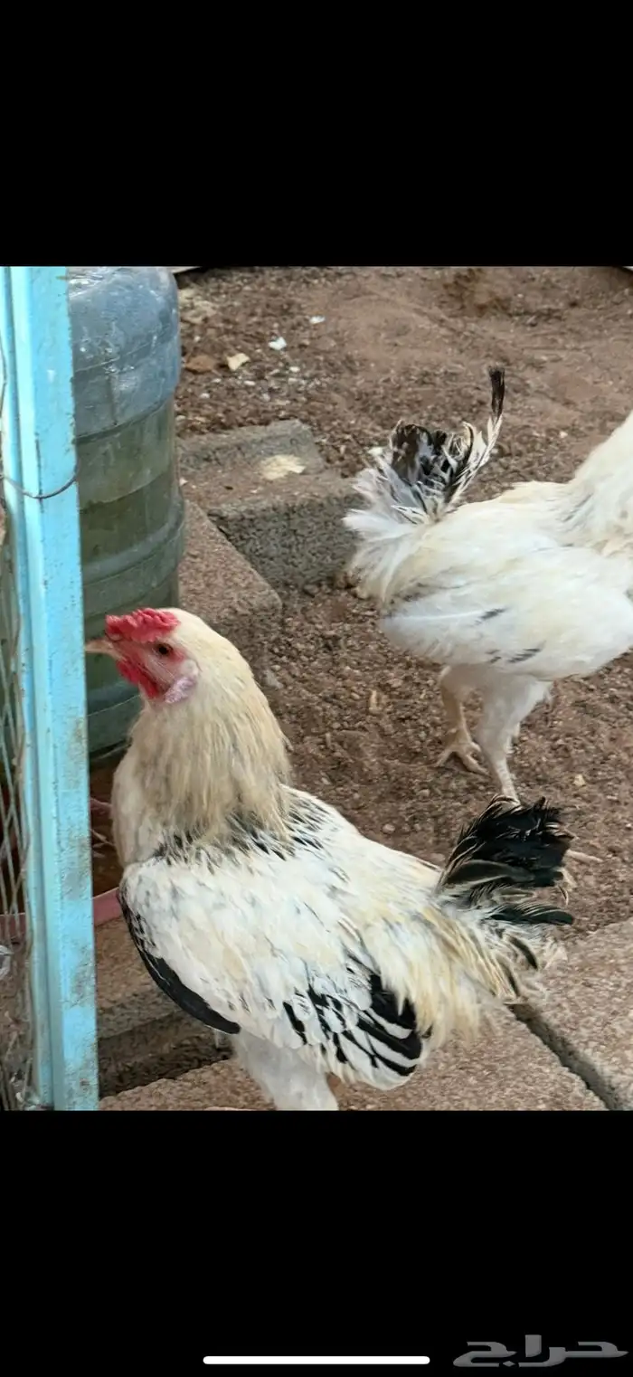 بيع أربع ديكة 1