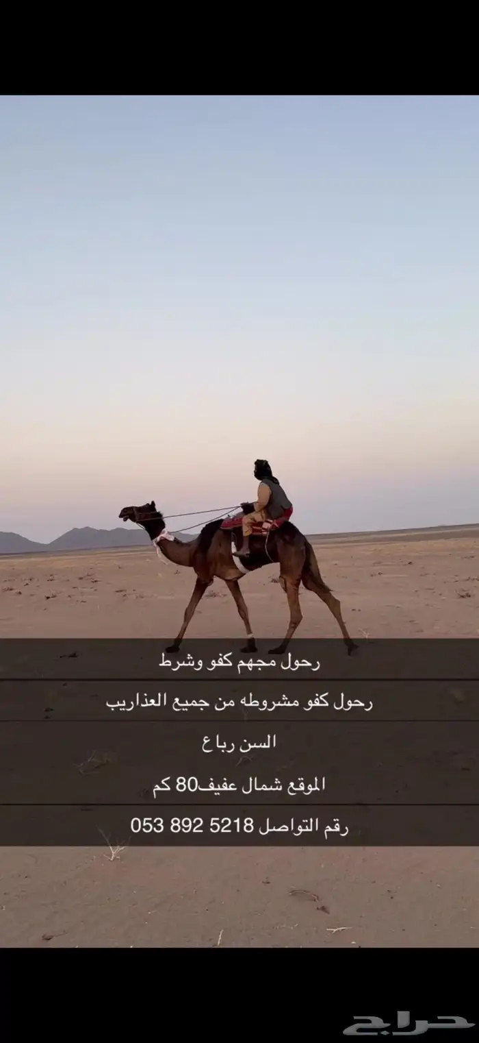 رحول اباعر شرط 2